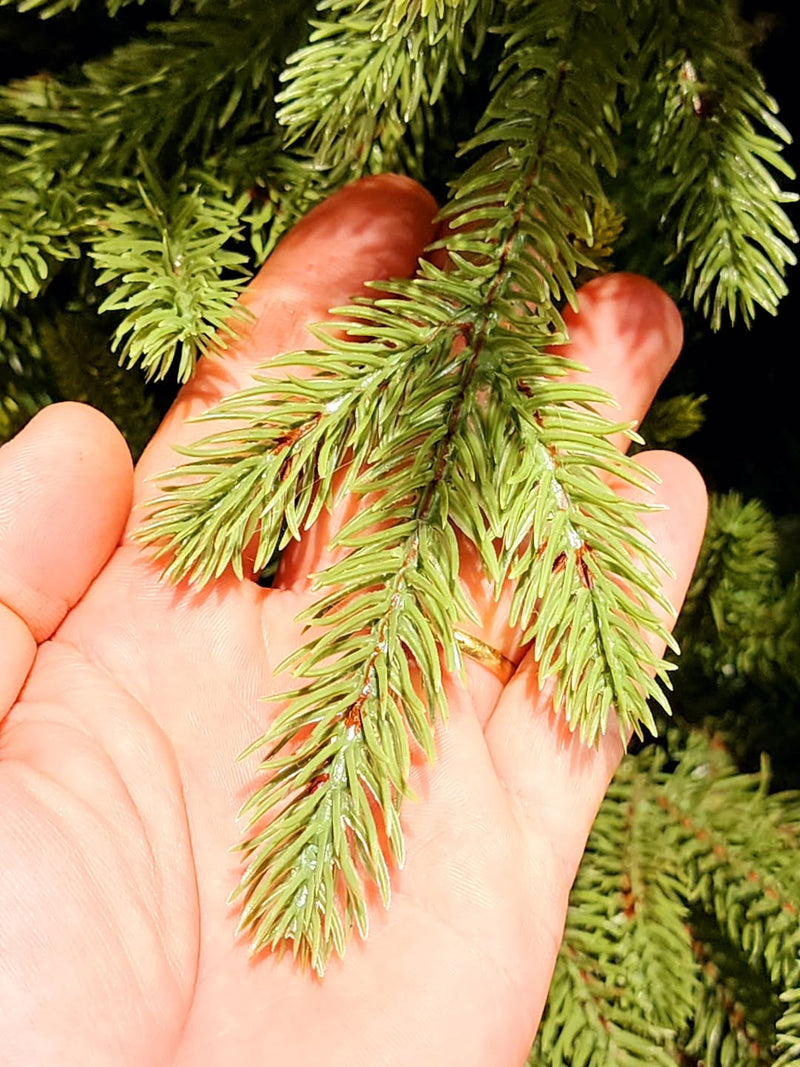 Árvore de Natal Pinheiro Realista New York [EDIÇÃO LUXO + BRINDE EXCLUSIVO]